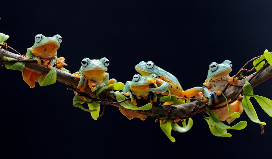 Can Green Tree Frogs Live Together