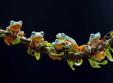 Can Green Tree Frogs Live Together