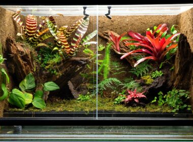 Can Reptile Tanks Hold Water
