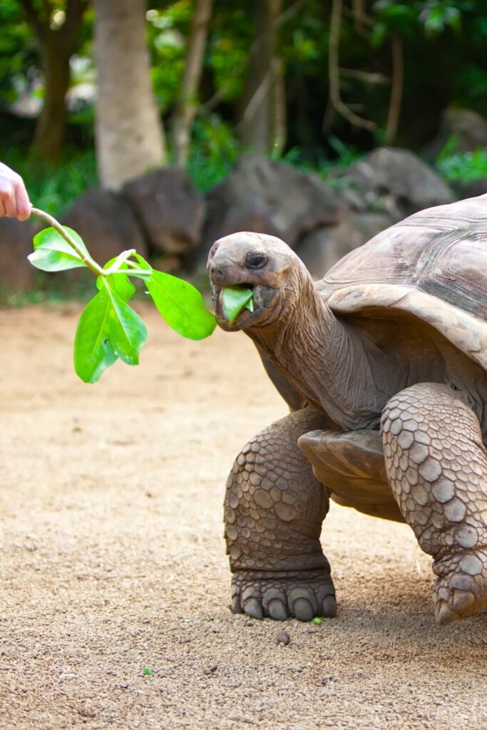 Dietary Habits of Turtles