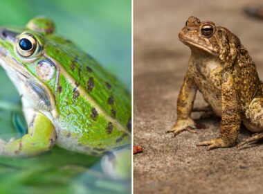 Do Frogs And Toads Get Along?