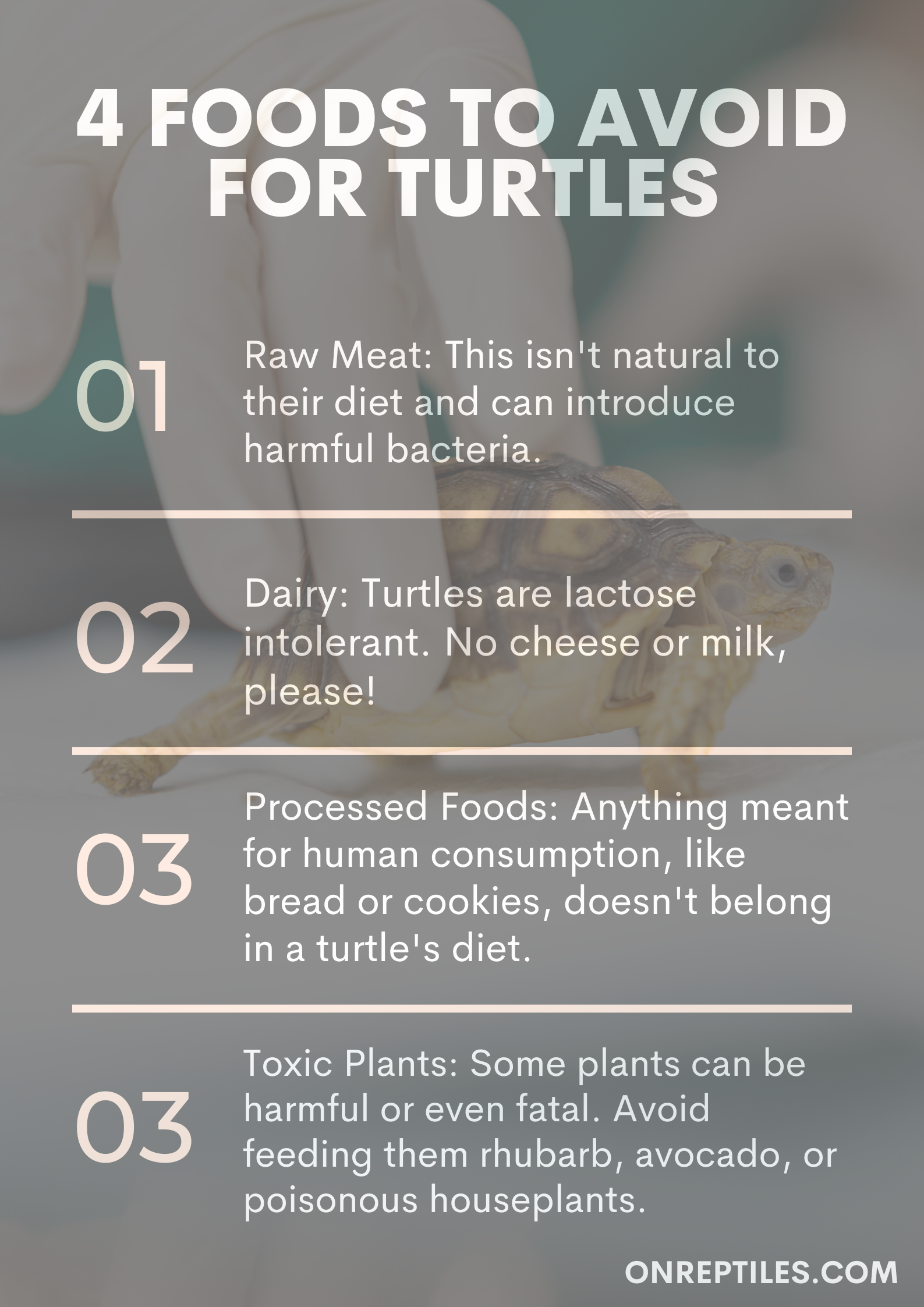 Foods to Avoid for turtles