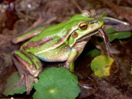 How Do Frogs Kill Their Prey