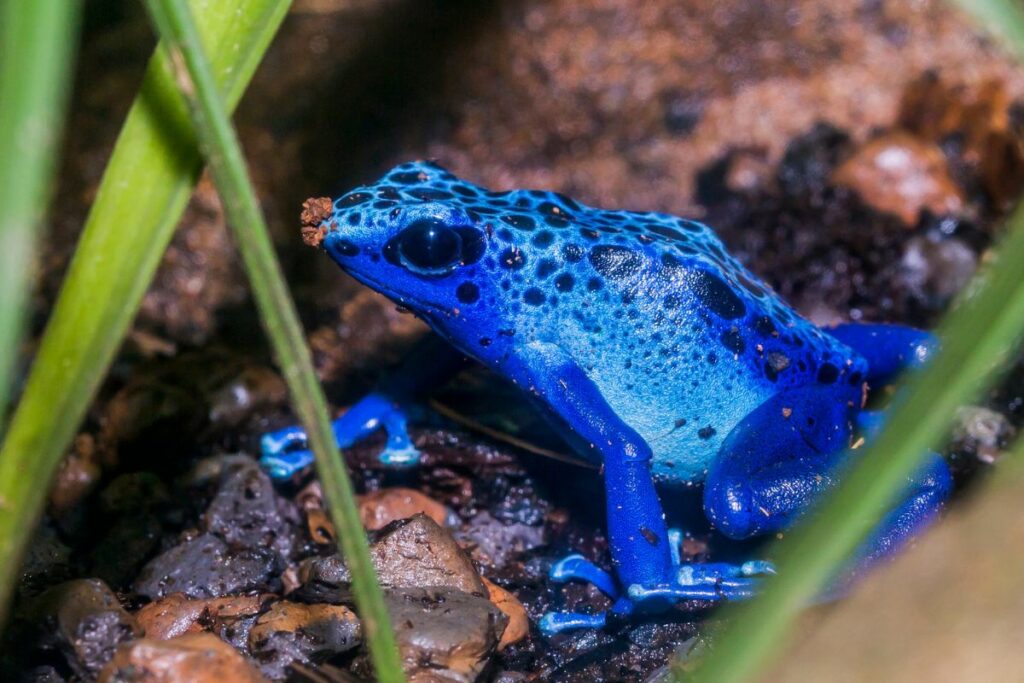 blue pet frog