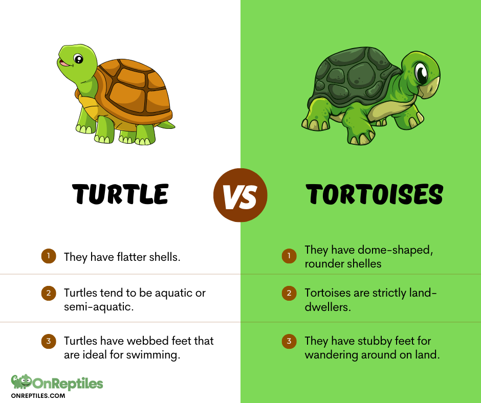 Turtle vs tortoise