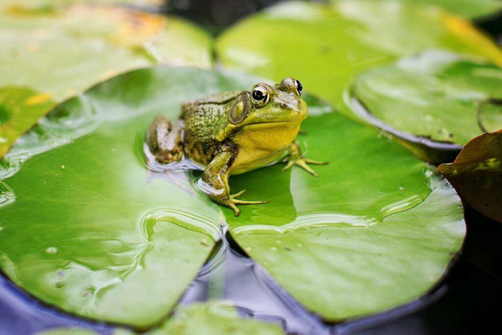 What Do Frogs Jump On In Water? (What You Should Know)