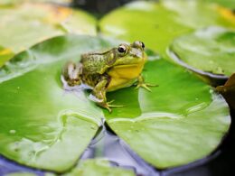 What Do Frogs Jump On In Water? (What You Should Know)