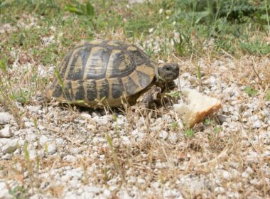 Can Turtles Eat Bread