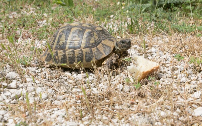 Can Turtles Eat Bread