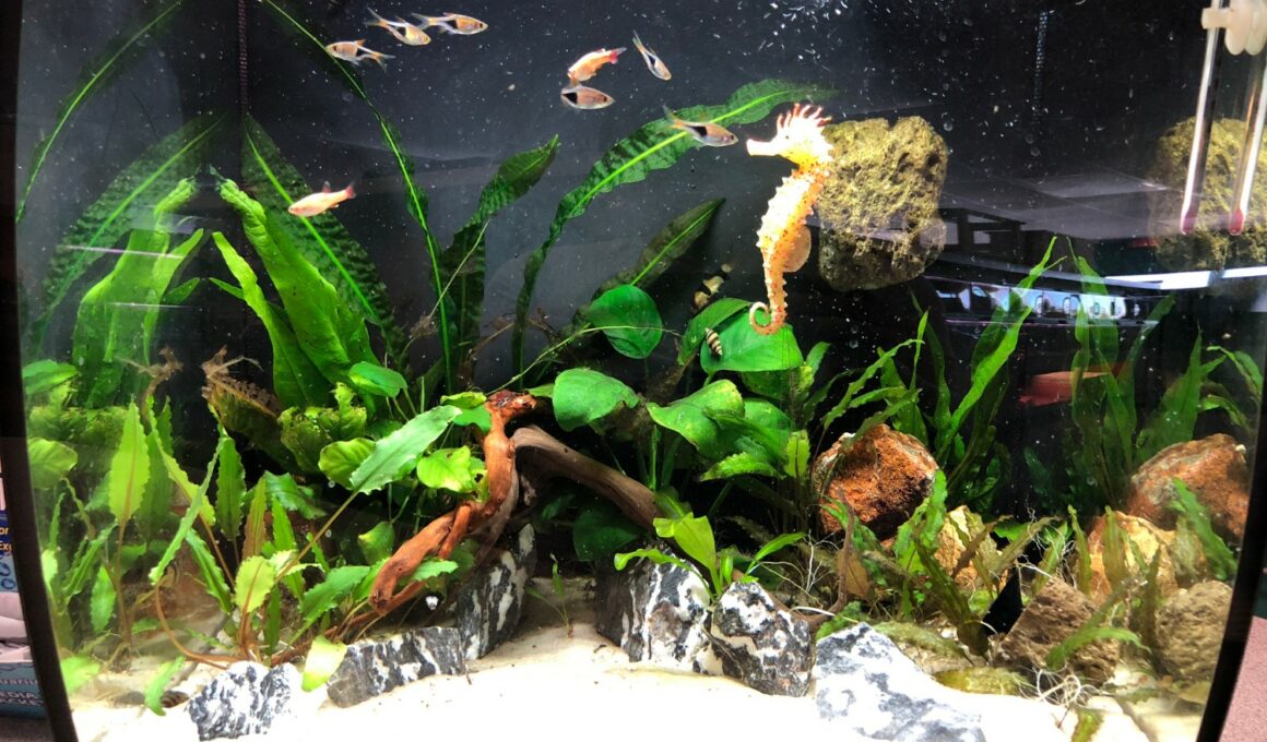 Can You Use Reptile Sand in a Fish Tank