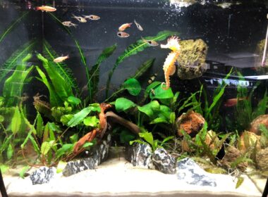 Can You Use Reptile Sand in a Fish Tank