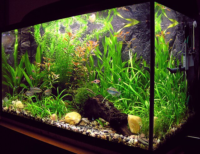 Substrate in fish tank