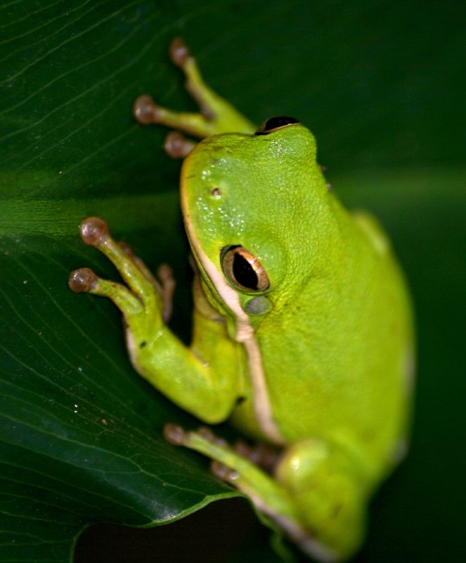 Factors to Consider Before Cohabiting Green Tea Frogs