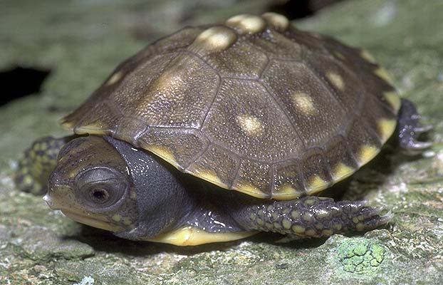 Terrapene carolina (Florida Box Turtle)