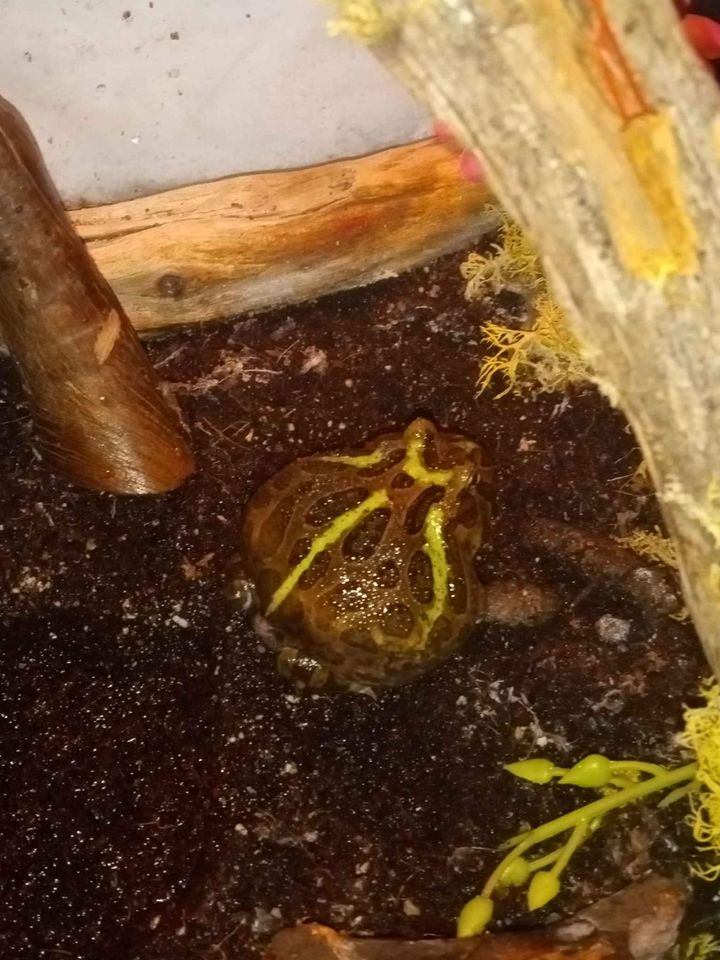 keeping frogs as pets
