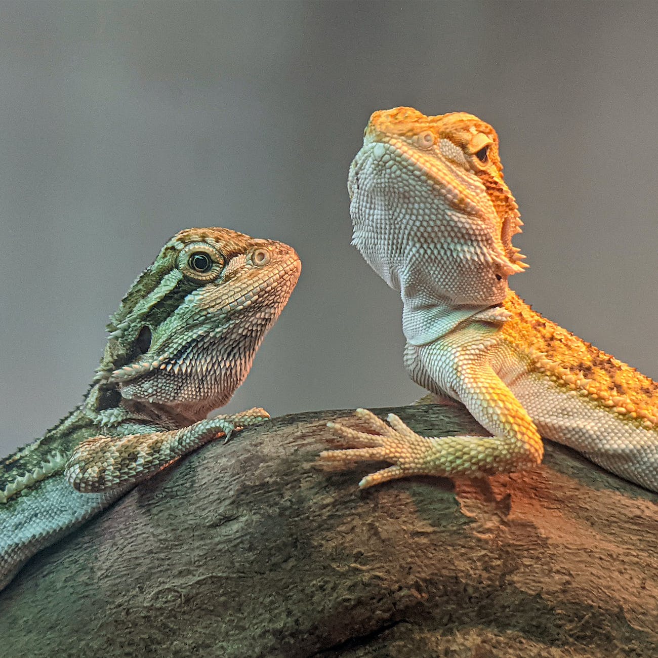 a two bearded dragons on the wood