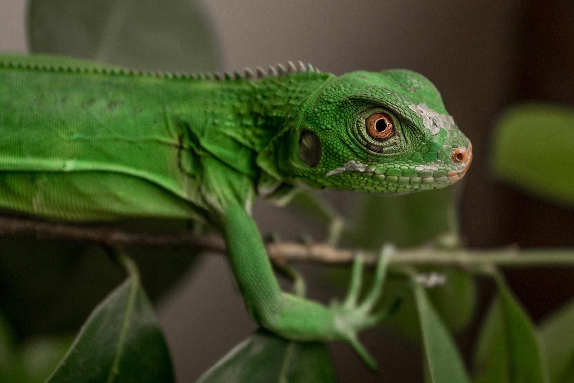 green lizard on a plant