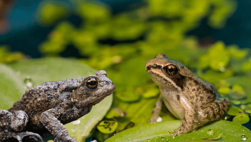 Do Frogs and Toads Actually Get Along?