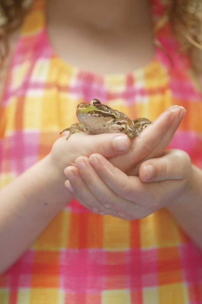 Can You Touch Frog With Bare Hands