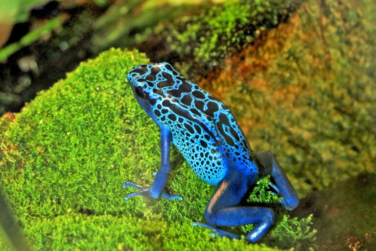 Are Blue Poison Dart Frogs Poisonous to Humans