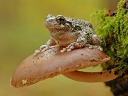 Are Grey Tree Frogs Poisonous