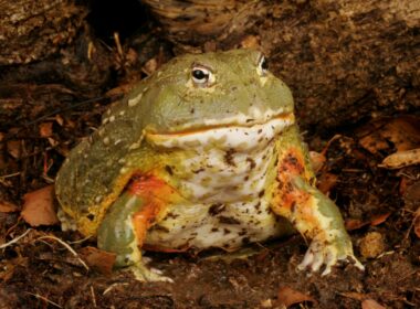 Are Pacman Frogs Aggressive