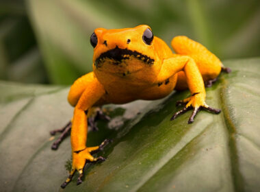 Are Poison Dart Frogs Herbivores, Carnivores or Omnivores