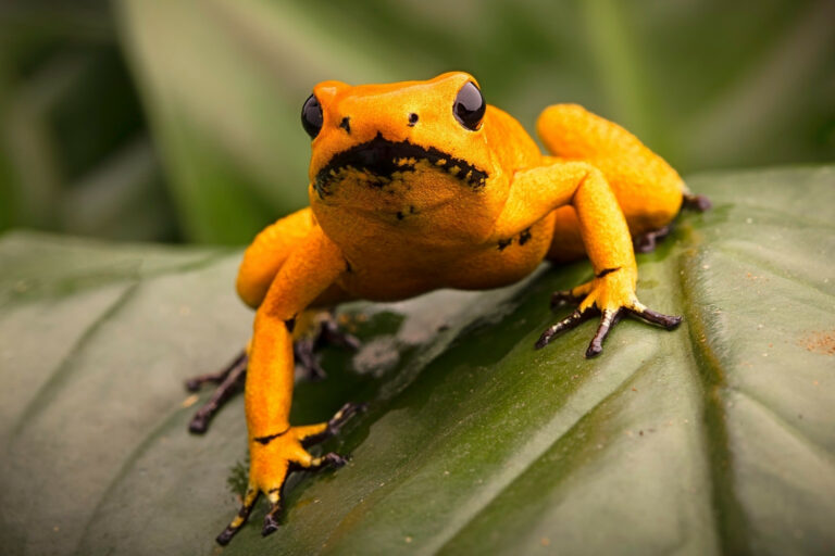 Are Poison Dart Frogs Herbivores, Carnivores or Omnivores