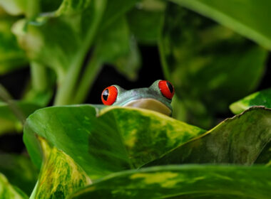 Are Red-Eyed Tree Frogs Endangered