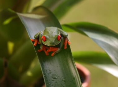 Are Red-Eyed Tree Frogs Poisonous