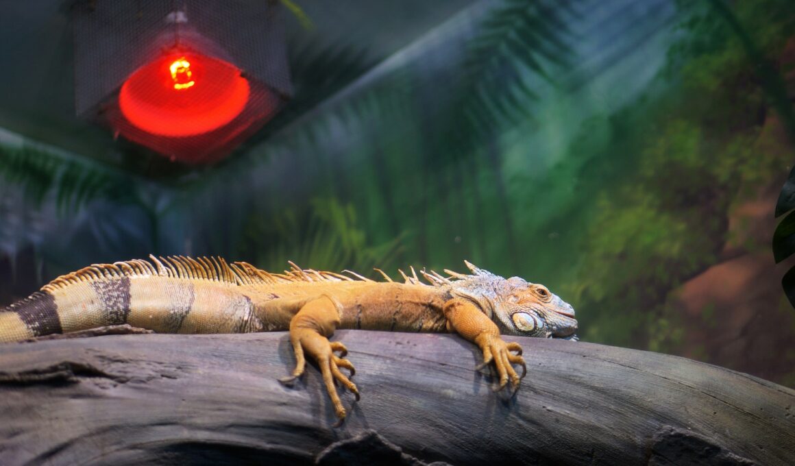Are Reptile Heat Lamps Safe