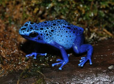 Blue Poison Dart Frogs