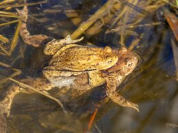 Can Frogs And Toad Mate