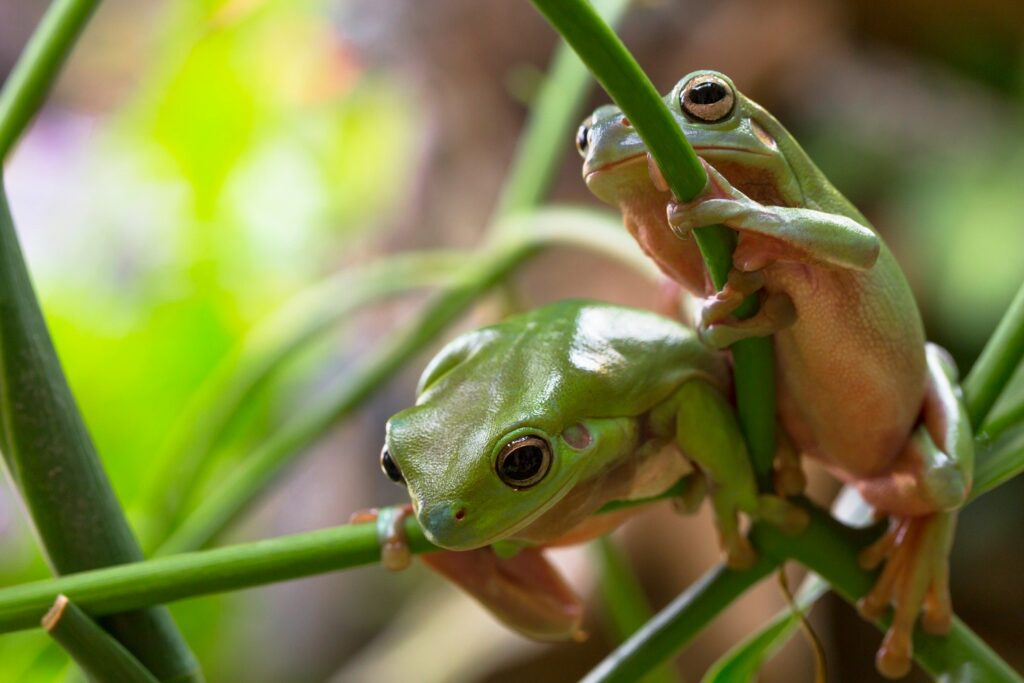 Understanding White Tree Frogs' Natural Diet