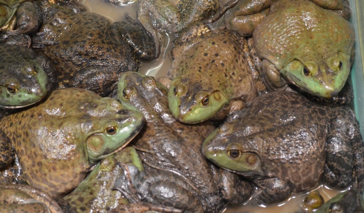 Can Pacman Frogs Live Together