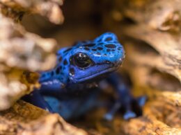 Can You Touch Poison Dart Frogs