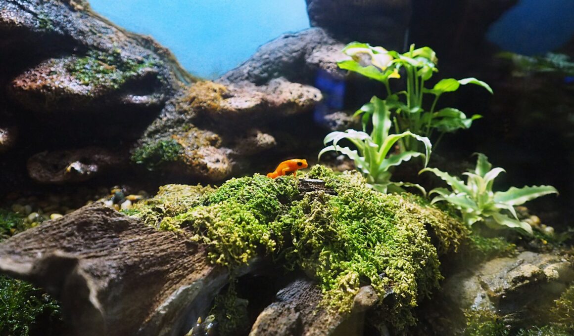 Can a Pacman Frog Live In a 5-gallon Tank