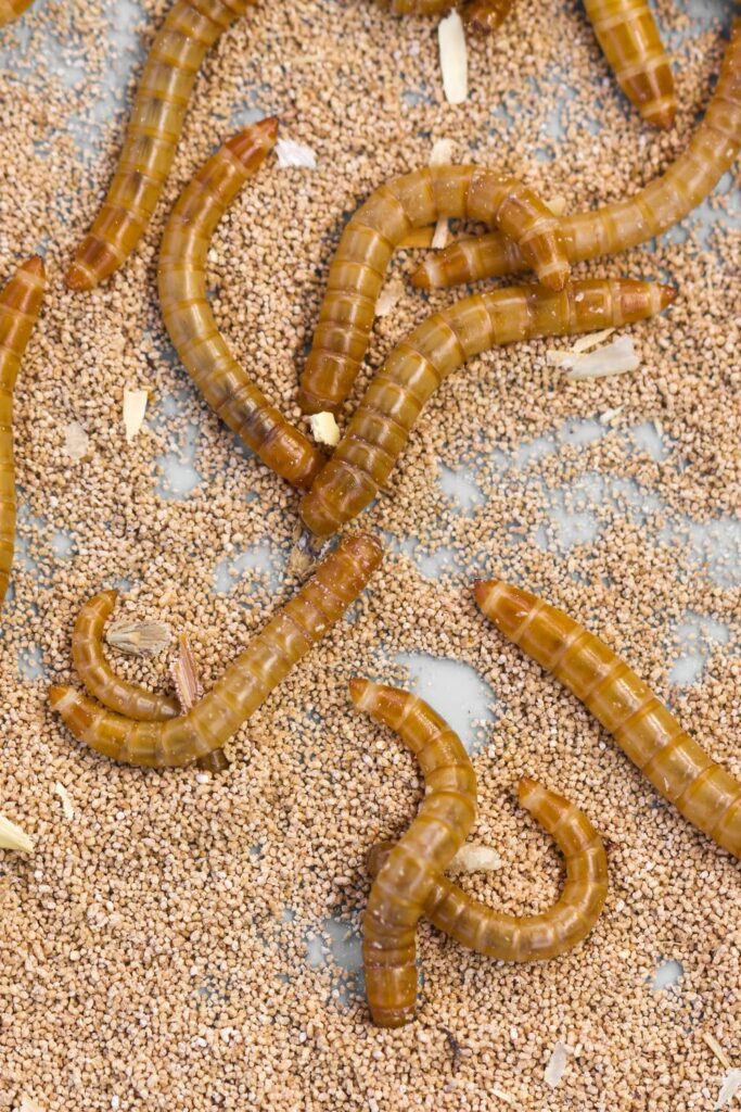 Choosing Appropriate Mealworm Sizes