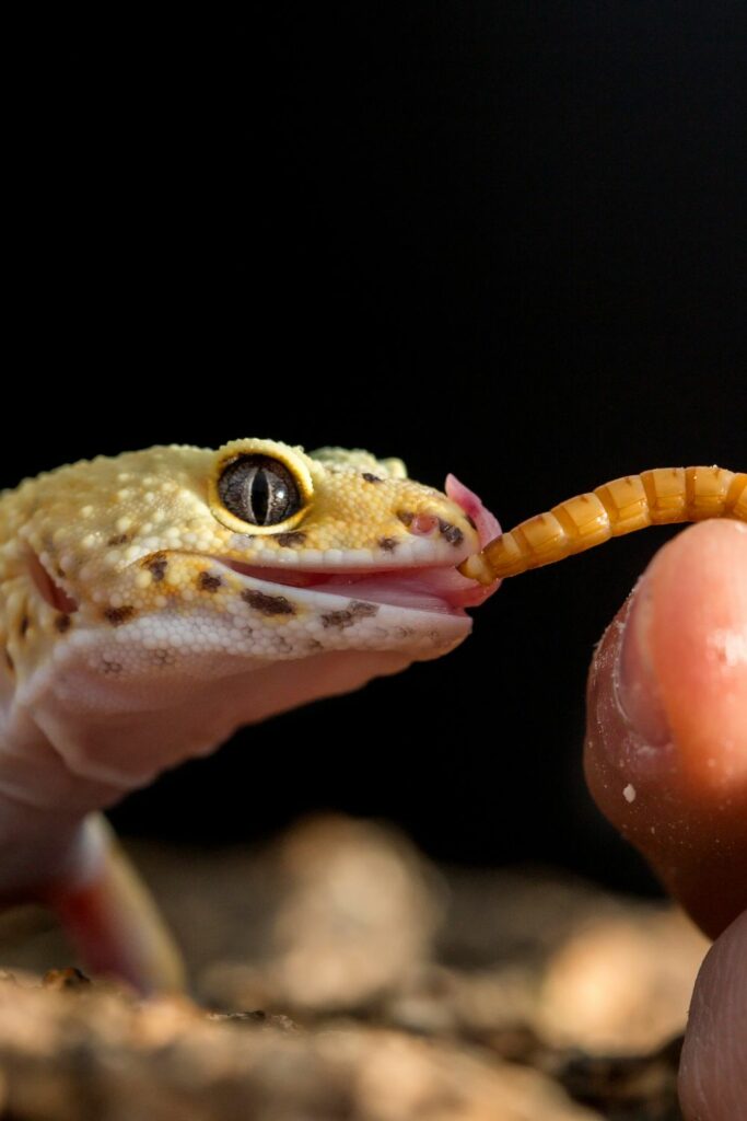 Leopard Gecko Common Health Issues and Treatments