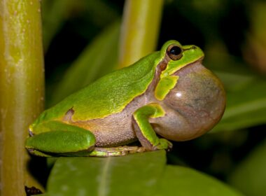Do Female Tree Frogs Croak