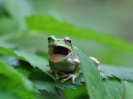 Do Frogs Feel Pain