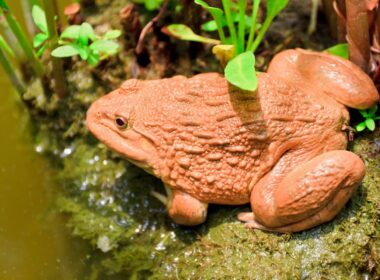Do Pacman Frogs Change Color