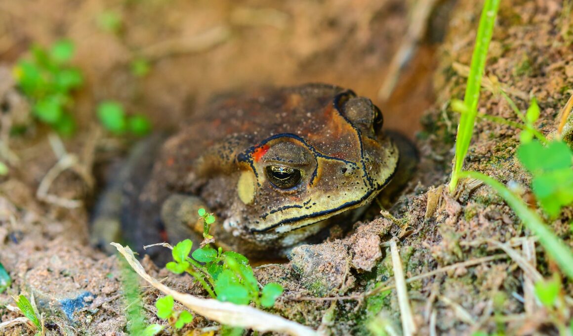 Do Pacman Frogs Hibernate