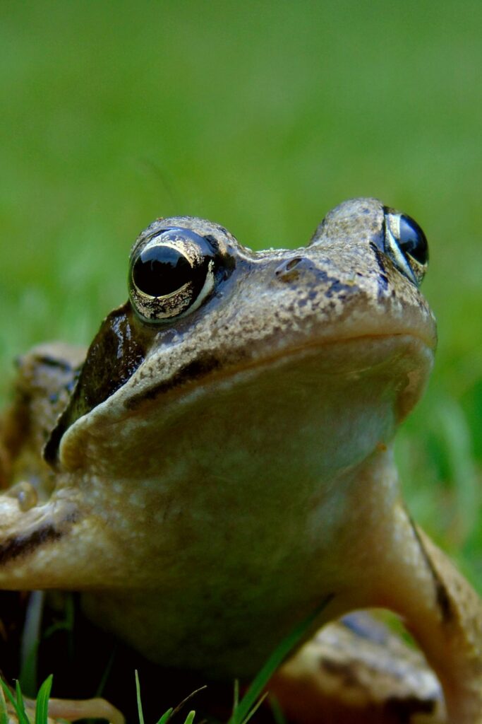 Frogs as Nature's Health Monitors