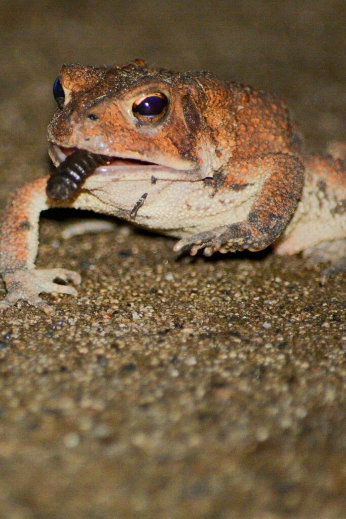 Feeding Superworms to Pacman Frogs