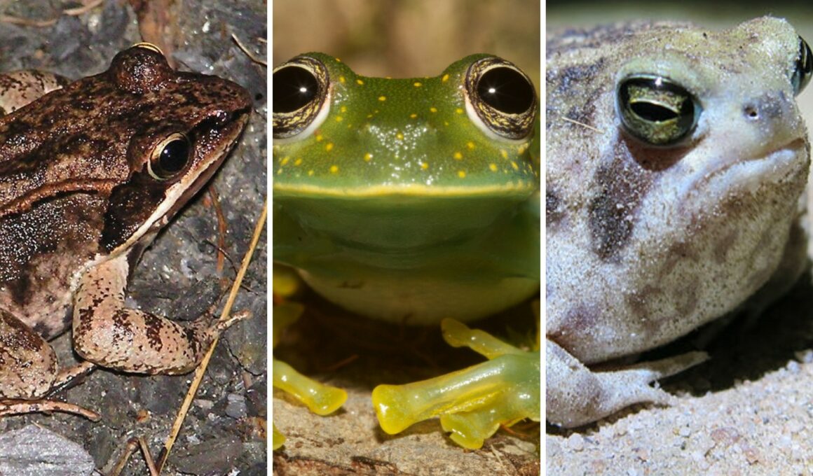 Frog Species With Super Unique Abilities