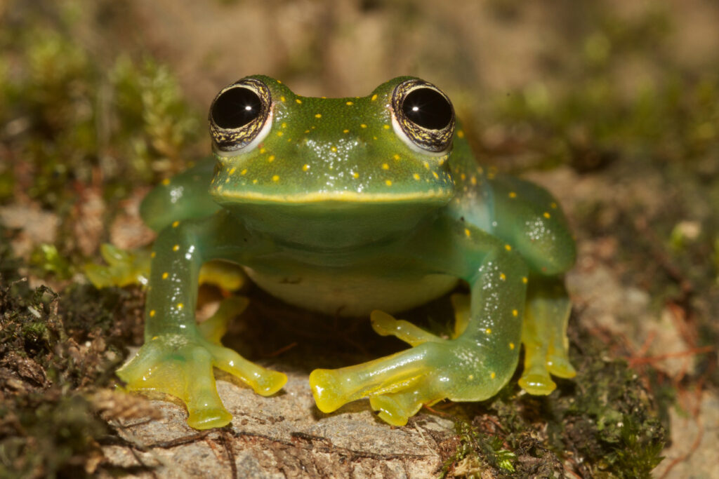 Glass Frogs (Centrolenidae family)