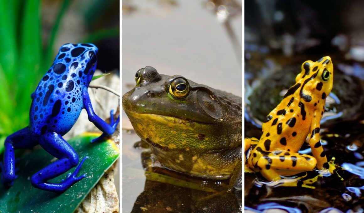 Most Colorful Frogs in the World