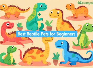 Best Reptile Pets for Beginners