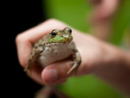 Pet Tree Frog Care